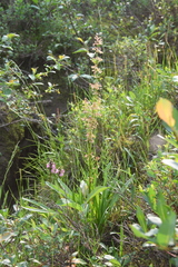 Rumex aquaticus protractus