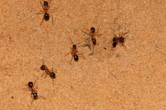 Camponotus terebrans