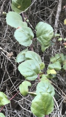 Ribes viburnifolium