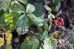 Rubus calvatus