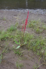 Rumex aquaticus protractus