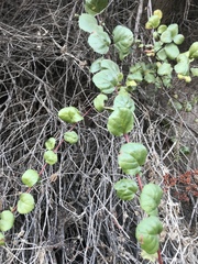 Ribes viburnifolium