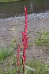 Rumex aquaticus protractus