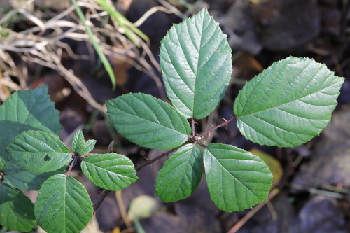 Image of Rubus calvatus by no rights reserved