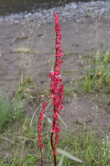Rumex aquaticus protractus