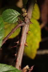 Rubus calvatus