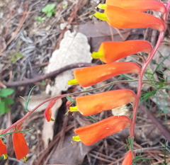 Castilleja tenuifolia