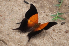 Marpesia furcula