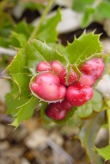 Plagiotrochus quercusilicis