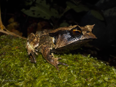 Hemiphractus scutatus