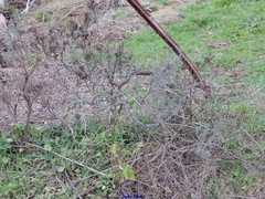 Lavandula stoechas luisieri