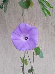 Ipomoea crinicalyx