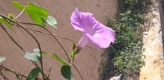 Ipomoea crinicalyx