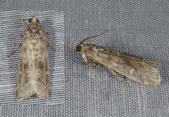 Glyptoteles leucacrinella