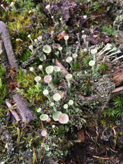 Cladonia ecmocyna