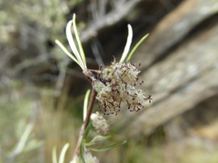 Olearia lineata