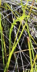 Prasophyllum hectorii