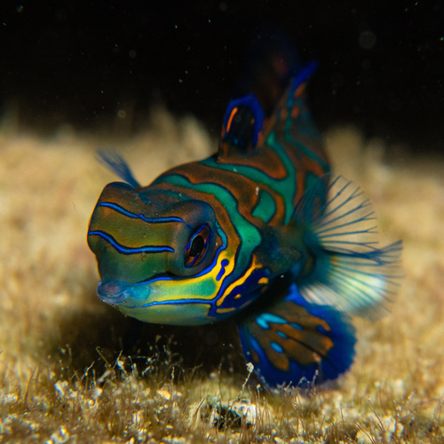 Mandarinfish
