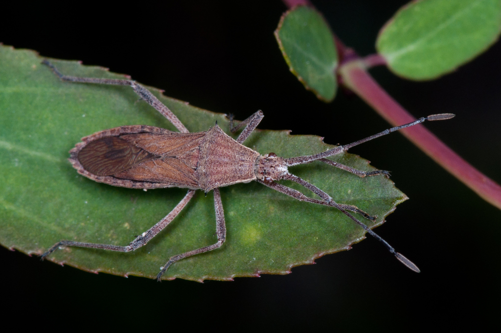 Chariesterus gracilicornis