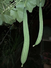 Luffa acutangula