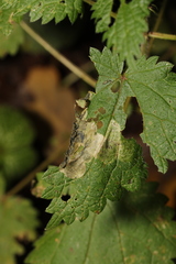 Agromyza anthracina