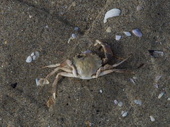 Liocarcinus