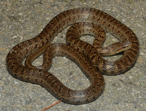 Steppe Ratsnake