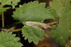 Agromyza anthracina
