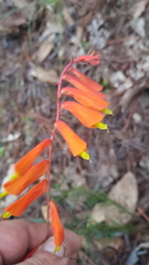 Castilleja tenuifolia