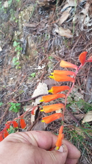 Castilleja tenuifolia