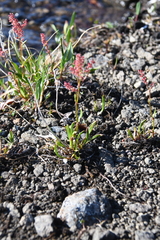 Rumex aureostigmatica