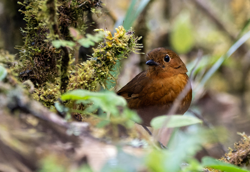 Ayacucho Antpitta (Grallaria ayacuchensis), photo 1