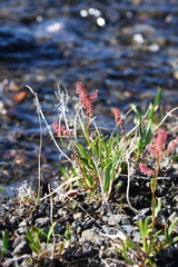 Rumex aureostigmatica