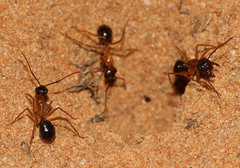 Camponotus terebrans