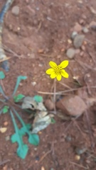 Iostephane trilobata