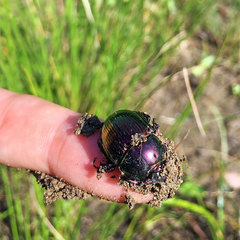 Phelotrupes auratus