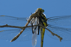 Progomphus obscurus