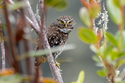 Yungas Pygmy Owl (Glaucidium bolivianum)