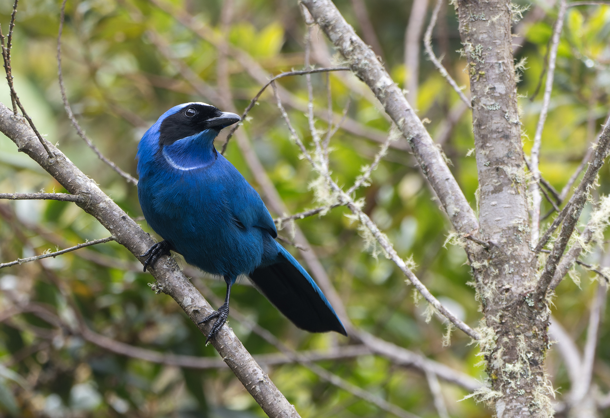 White-collared Jay (Cyanolyca viridicyanus), photo 3