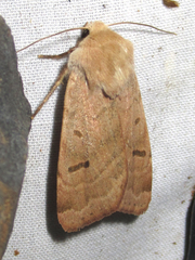 Dichagyris variabilis