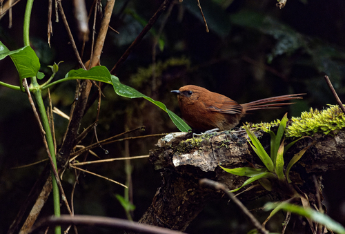 Rufous Spinetail (Synallaxis unirufa), photo 10
