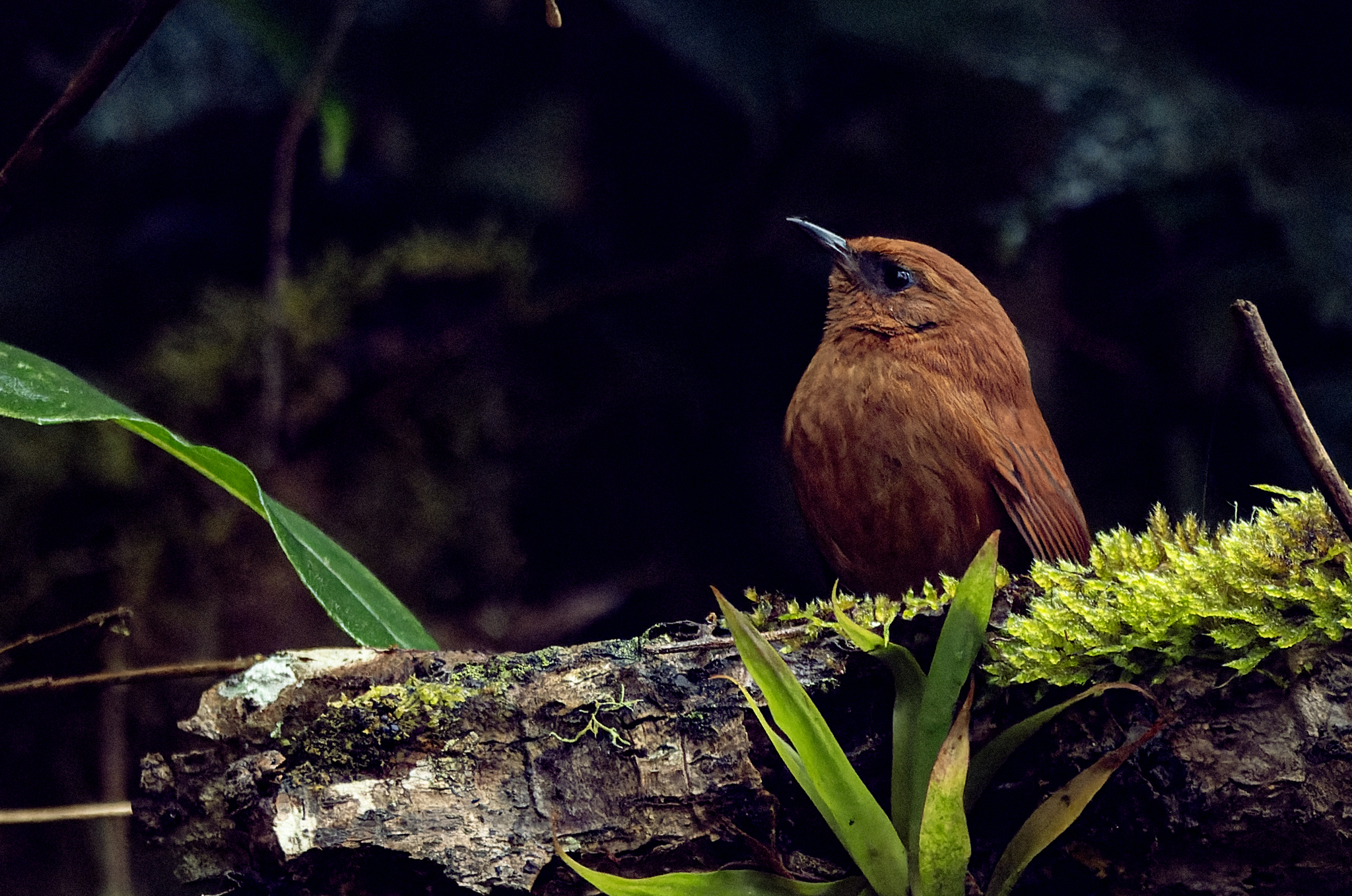 Rufous Spinetail (Synallaxis unirufa), photo 4