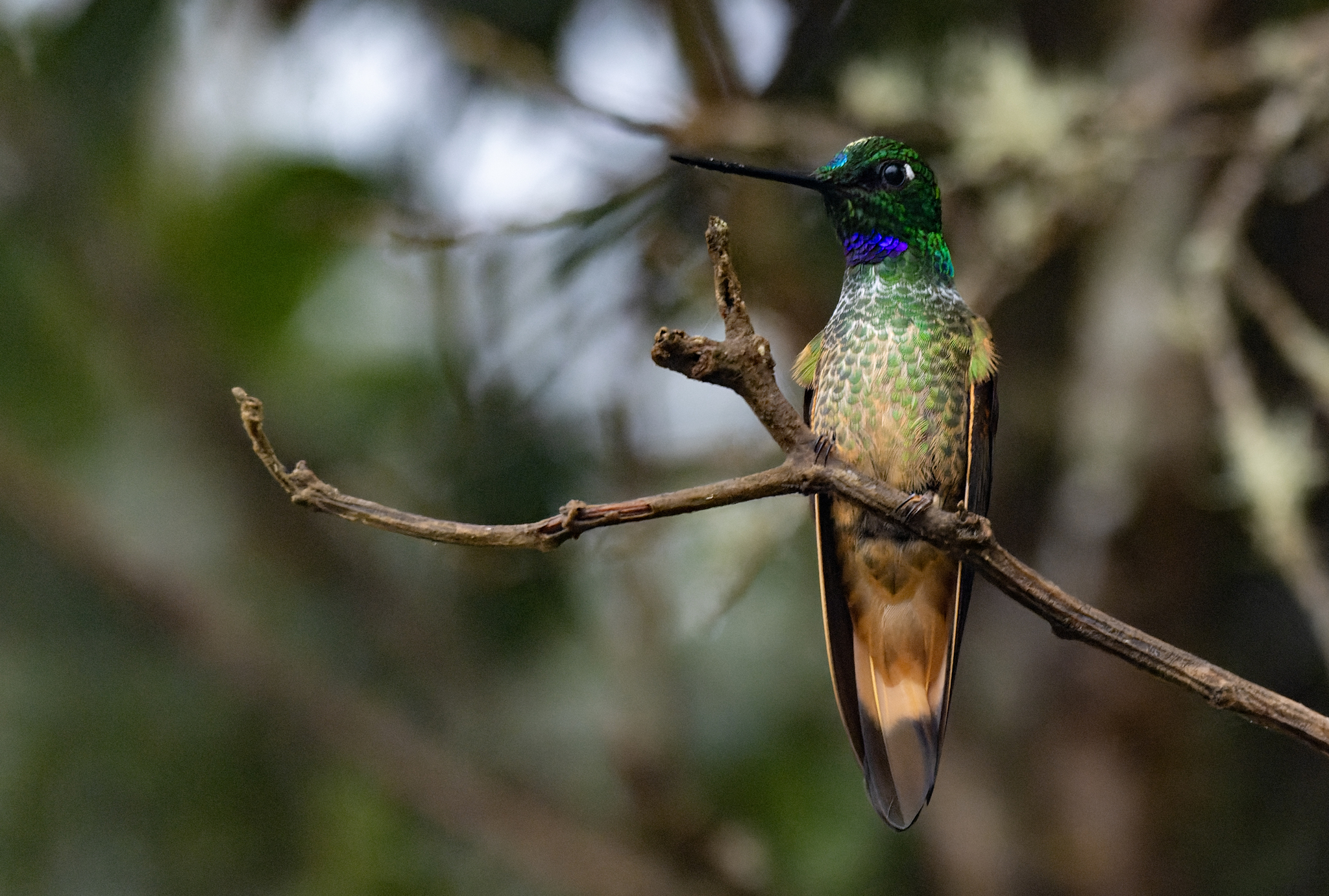 Violet-throated Starfrontlet (Coeligena violifer), photo 7