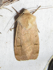 Dichagyris variabilis