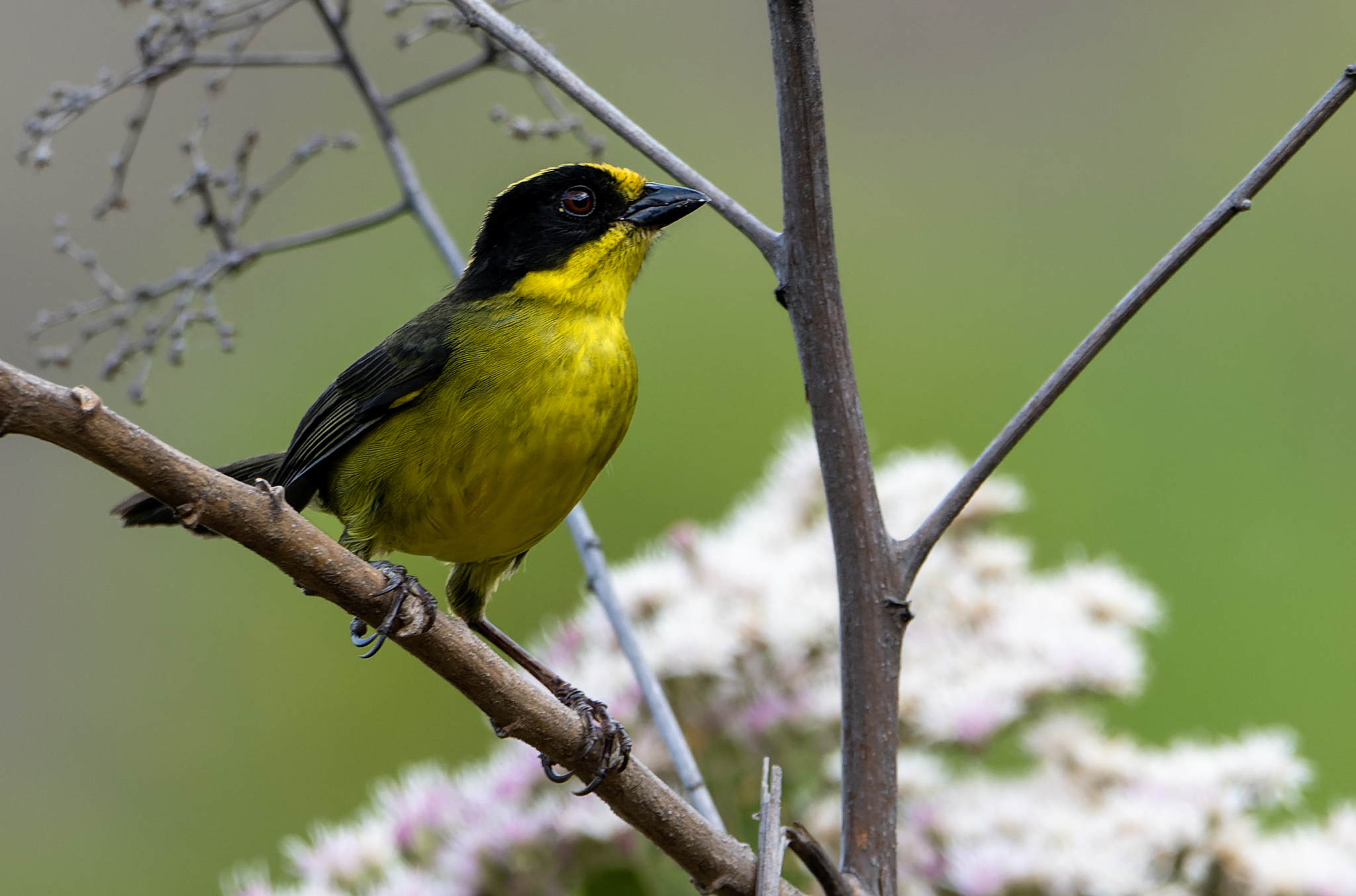 Tricolored Brushfinch (Atlapetes tricolor), photo 1