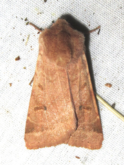 Dichagyris variabilis