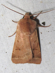 Dichagyris variabilis