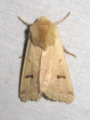 Dichagyris variabilis