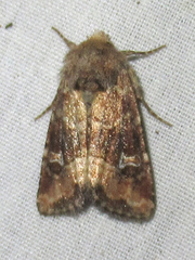 Lacinipolia stricta