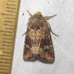 Lacinipolia stricta